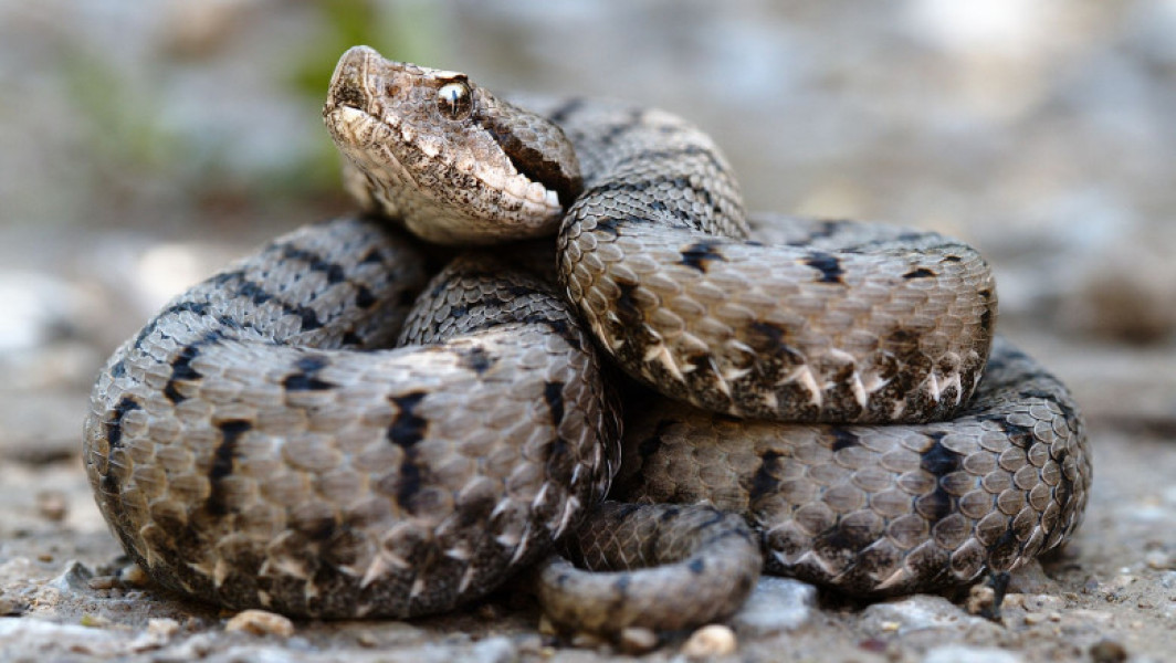 Bărbat arestat pentru trafic ilegal de reptile și amfibieni în Mumbai