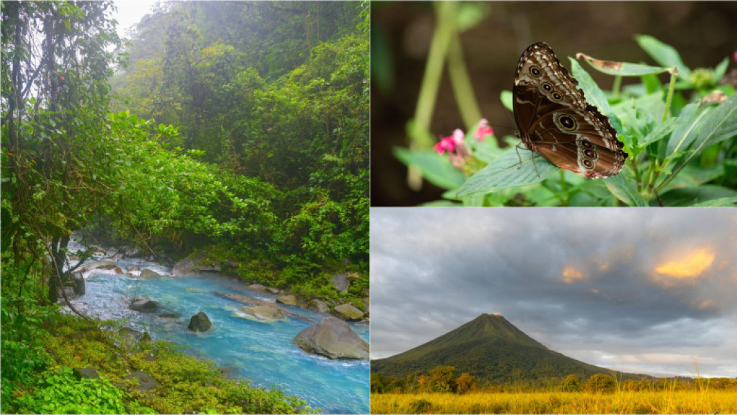 Colapsul insectelor: un semnal de alarmă pentru biodiversitatea Planetei