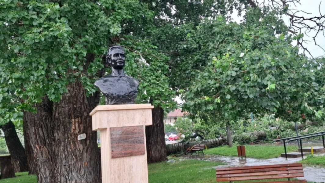 Plop declarat monument al naturii căzut în Iași