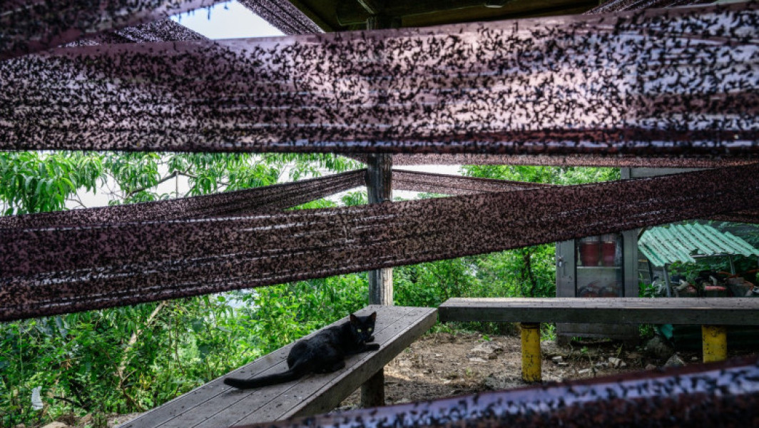 Video&Foto Coreea de Sud, invadată de „lovebugs”: insectele au acaparat trasee montane și au terorizat turiști. Localnicii, exasperați