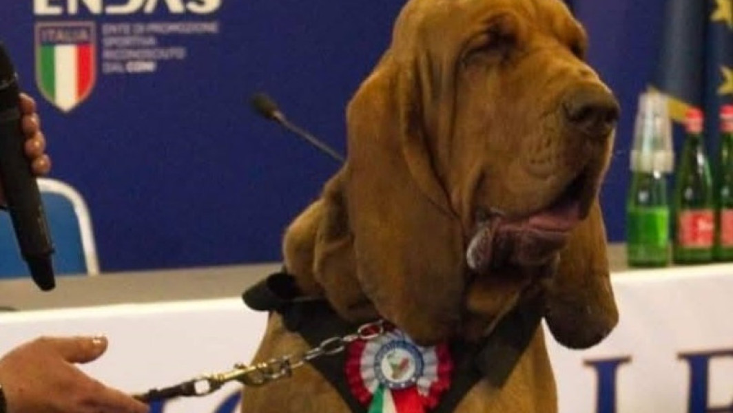 Indignare în Italia după uciderea lui Bruno, un câine-erou care a salvat 9 vieţi. Meloni: „Un act laş şi inacceptabil”