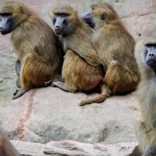 12 babuini au fost uciși în Germania, din cauză că grădina zoologică unde trăiau nu mai are loc pentru ei